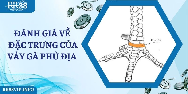 Đánh giá về đặc trưng của vảy gà phủ địa 