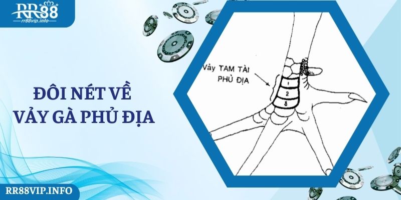 Đôi nét về vảy gà phủ địa