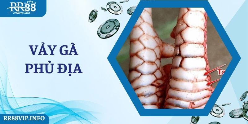 Sự Độc Đáo Của Vảy Gà Phủ Địa 