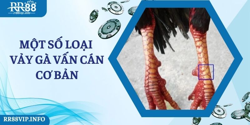 Một số loại vảy gà vấn cán cơ bản